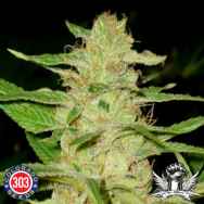 303 Seeds Snow Goddess